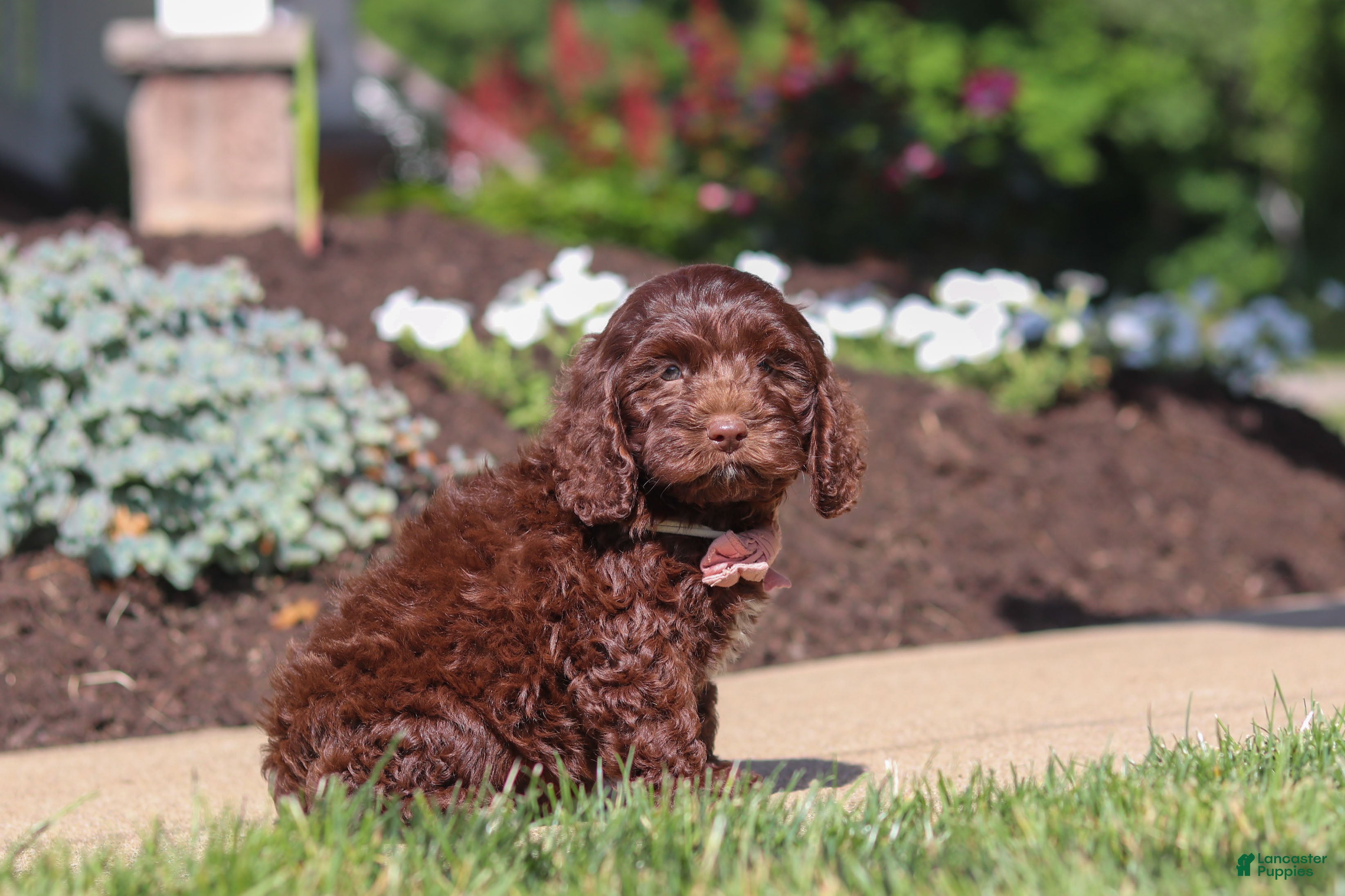 Cockapoo dogs Casey - Ad 2