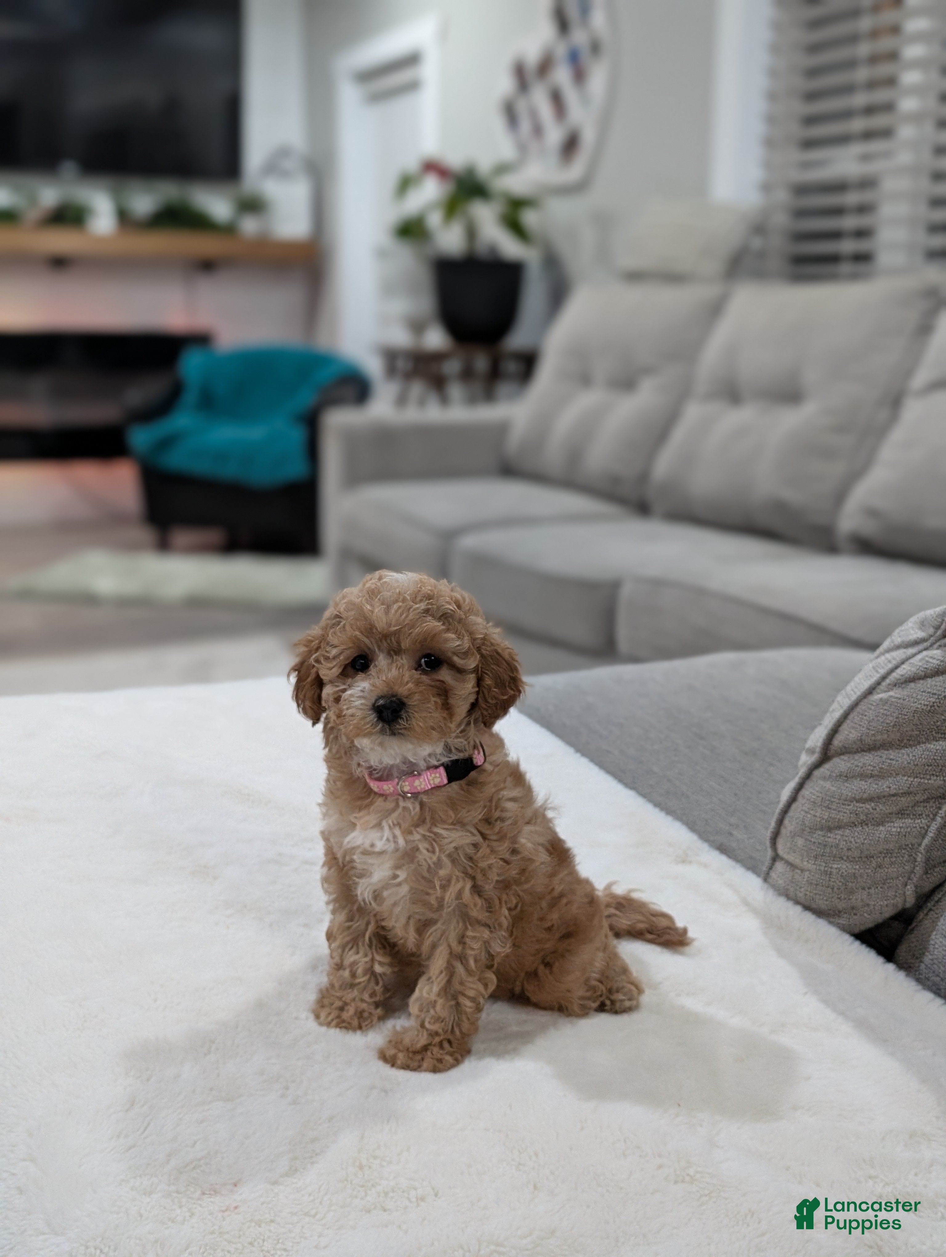 Shihpoo dogs Jasmine  - Ad 1