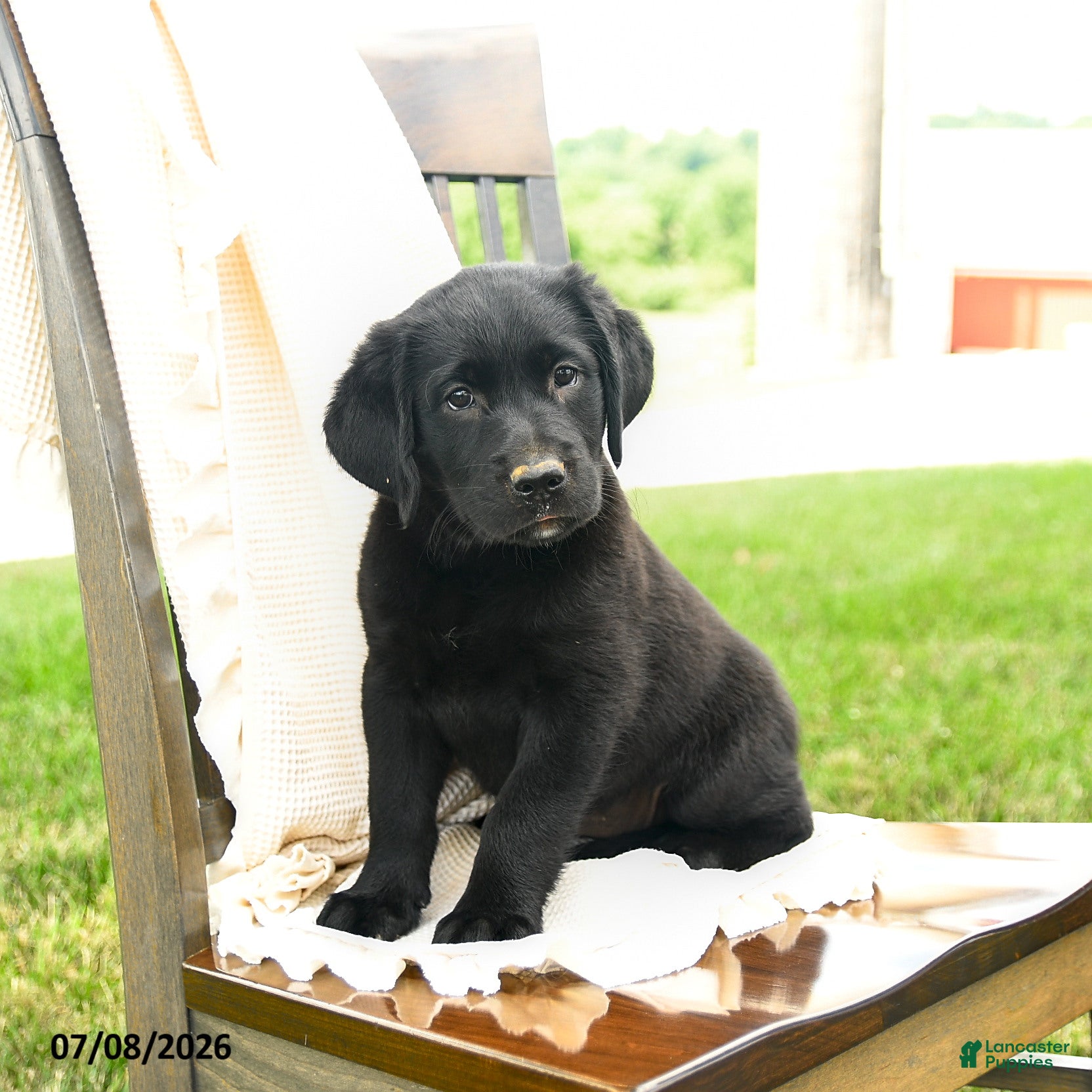 Labrador Retriever dogs Sherryl - Ad 1