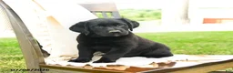 Labrador Retriever dogs for sale: Sherryl - Ad 1