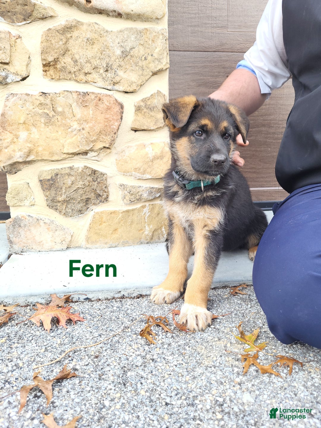 German Shepherd dogs for sale: German Shepherd Puppy 8 - Ad 9