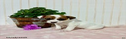 Jack Russell Terrier dogs for sale: Macy - Ad 2