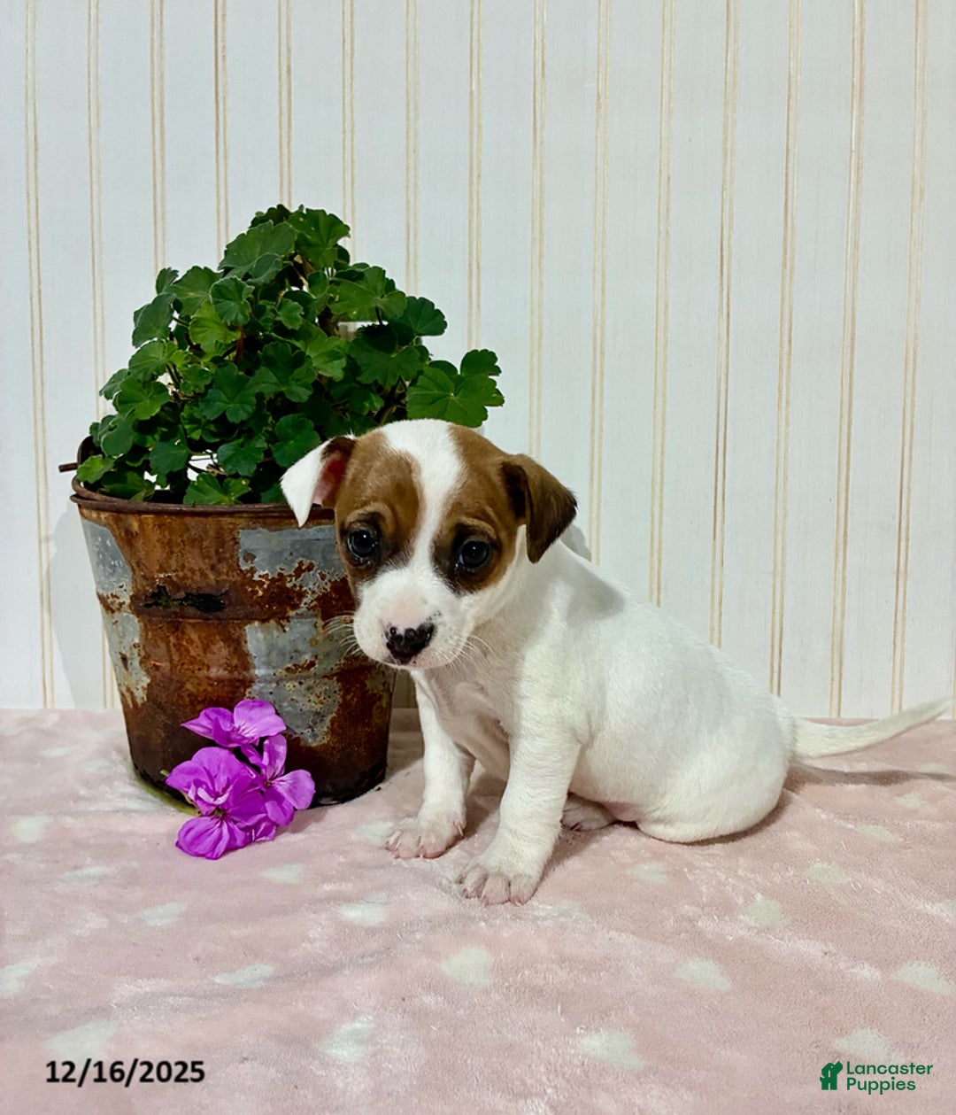 Jack Russell Terrier dogs for sale: Macy - Ad 2