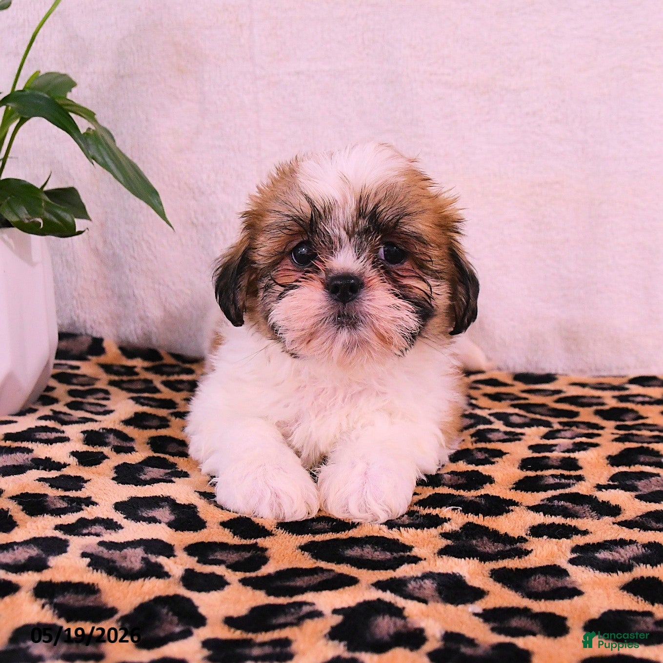 Shih Tzu dogs Jerry - Ad 2