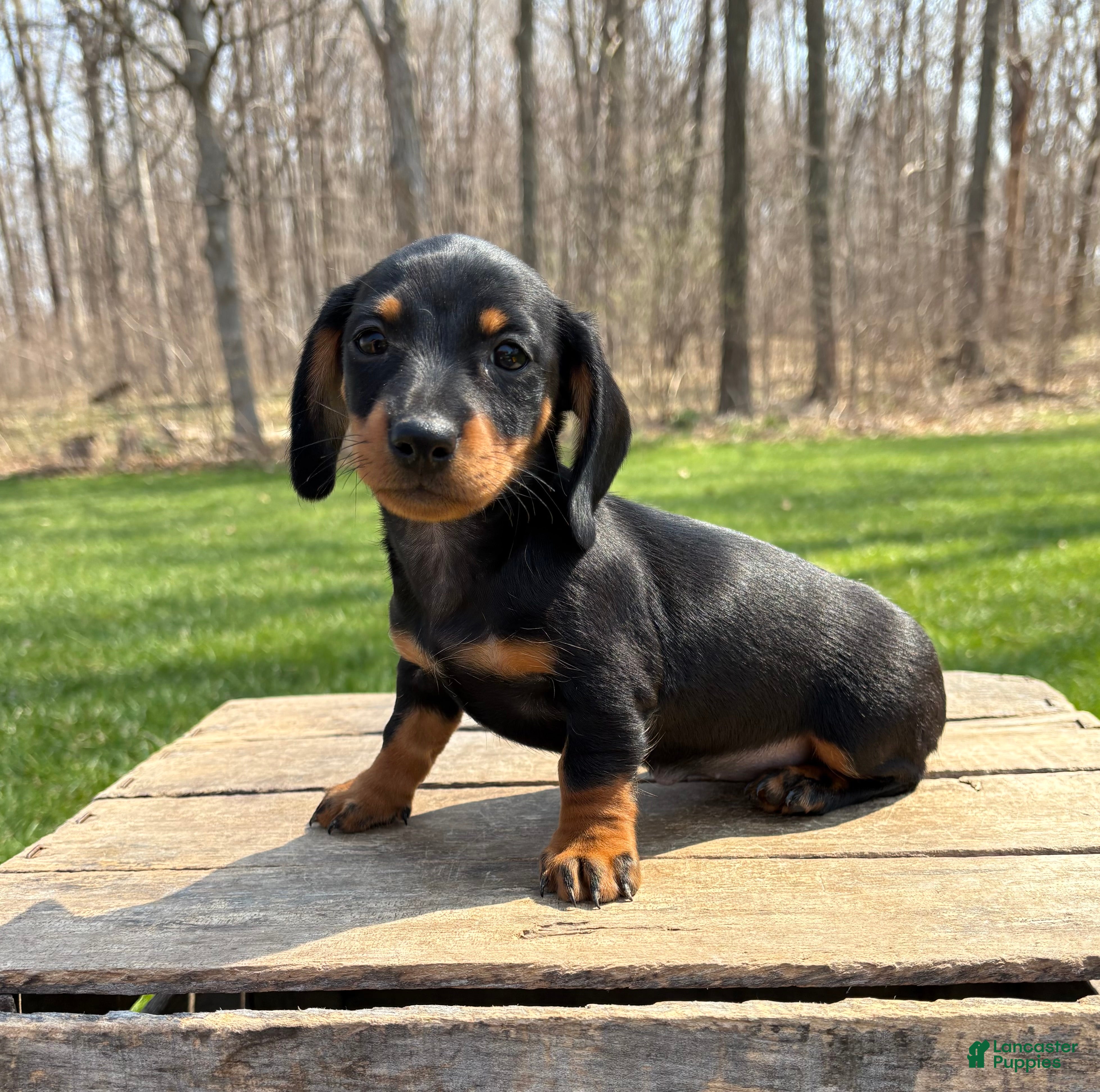 Dachshund dogs Vay - Ad 1