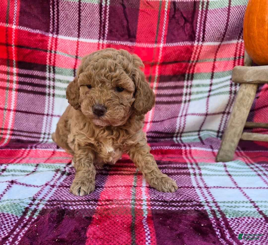 Mini Goldendoodle dogs for sale: Ribbon - Ad 2