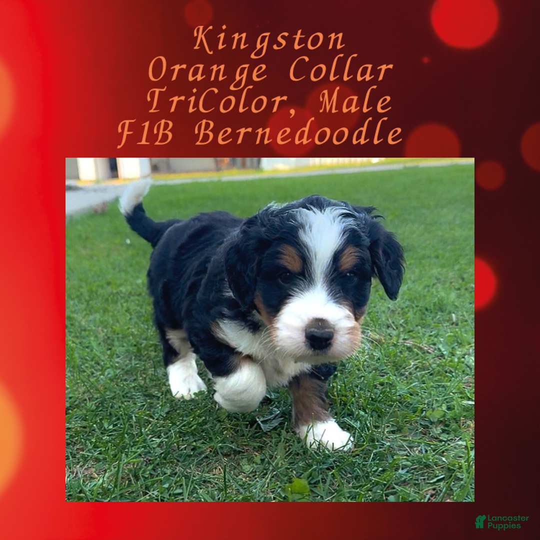 Mini Bernedoodle dogs for sale: Kian “Blue Collar” Male - Ad 18