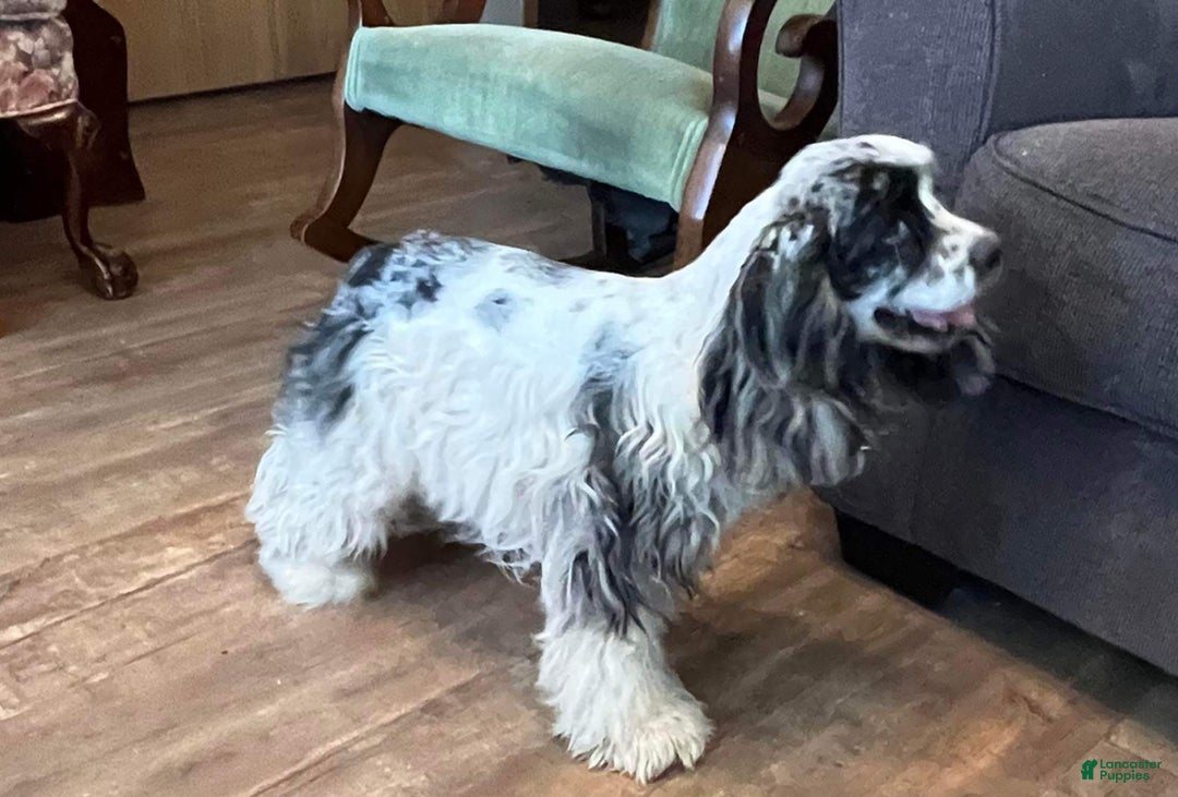 Cockapoo dogs for sale: Cockapoo Puppy 1 - Ad 13