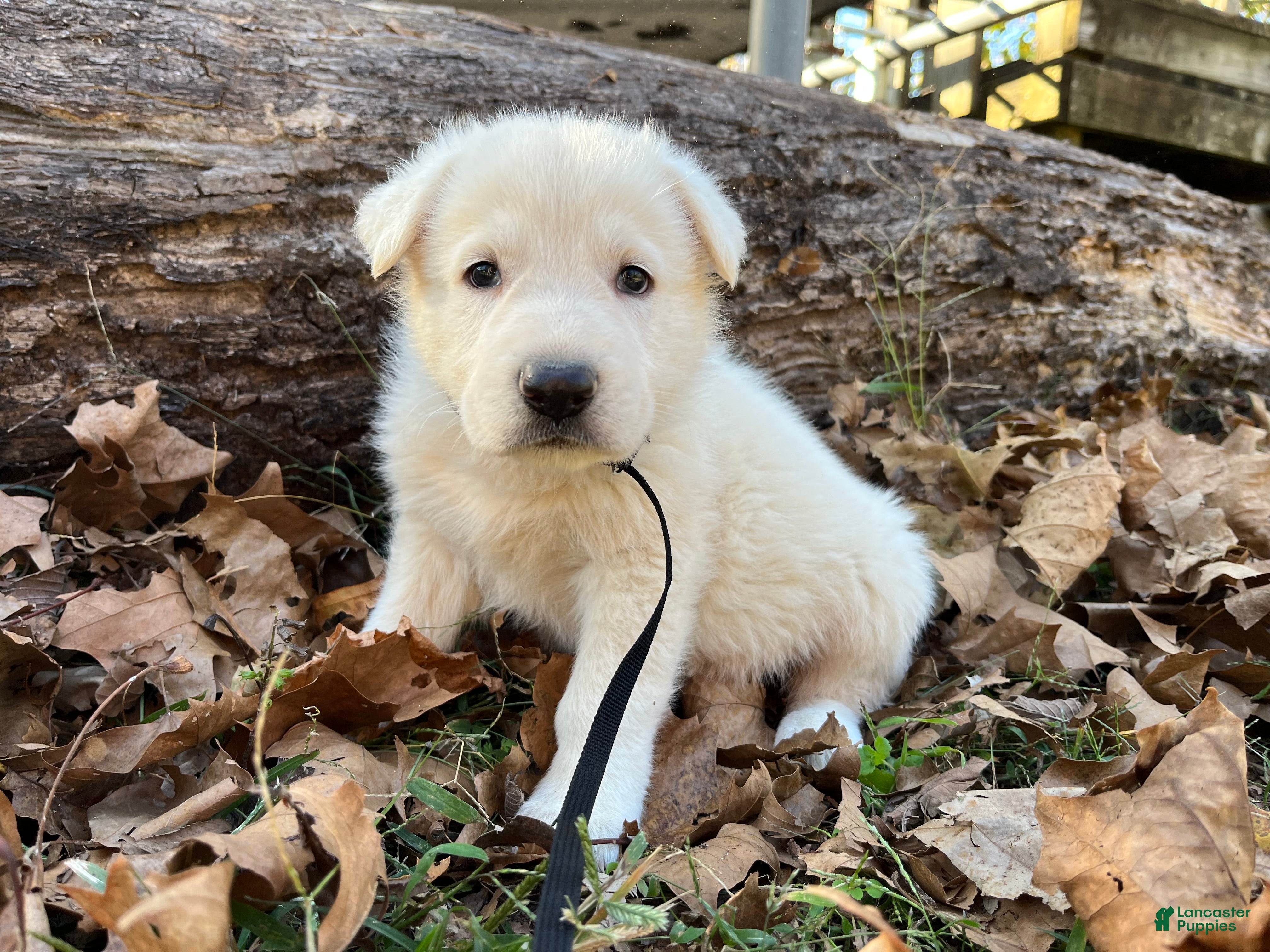 German Shepherd dogs for sale: Snip - Ad 10