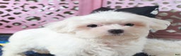 Maltese dogs for sale: Dove - Ad 2