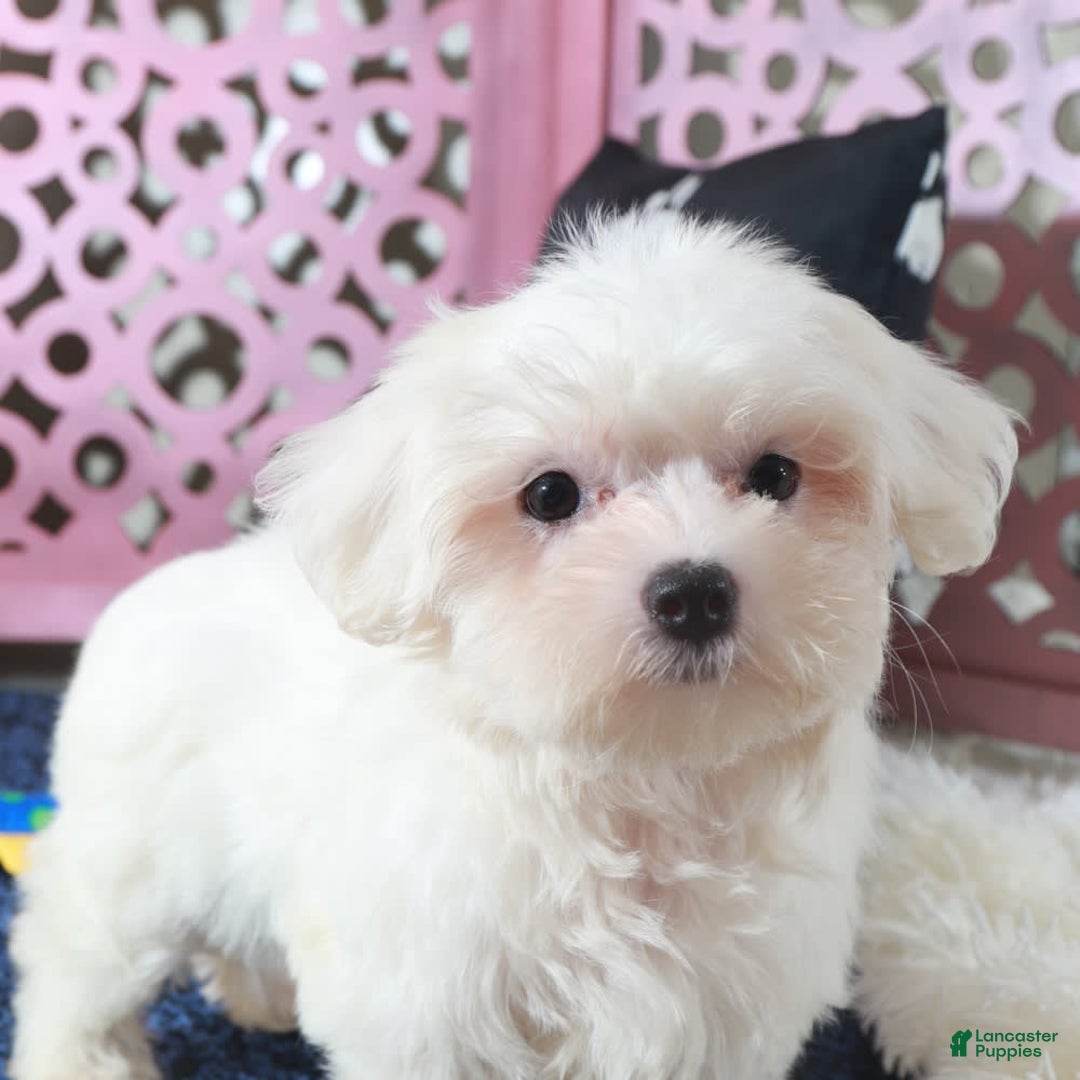 Maltese dogs for sale: Dove - Ad 2