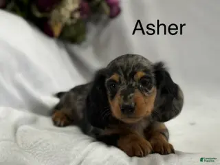 Miniature Dachshund dogs for sale: Asher - Ad 1