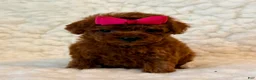 Toy Poodle dogs for sale: Summer tiny toy deep red - Ad 4