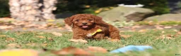 Cavapoo dogs for sale: Pearl - Ad 17