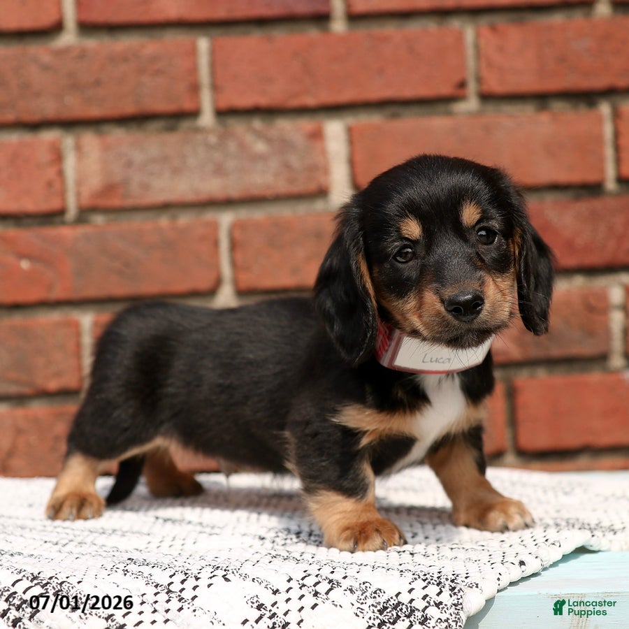 Miniature Dachshund dogs Luca - Ad 1