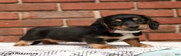Miniature Dachshund dogs for sale: Luca - Ad 1