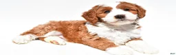 Mini Goldendoodle dogs for sale: Harper - Ad 6