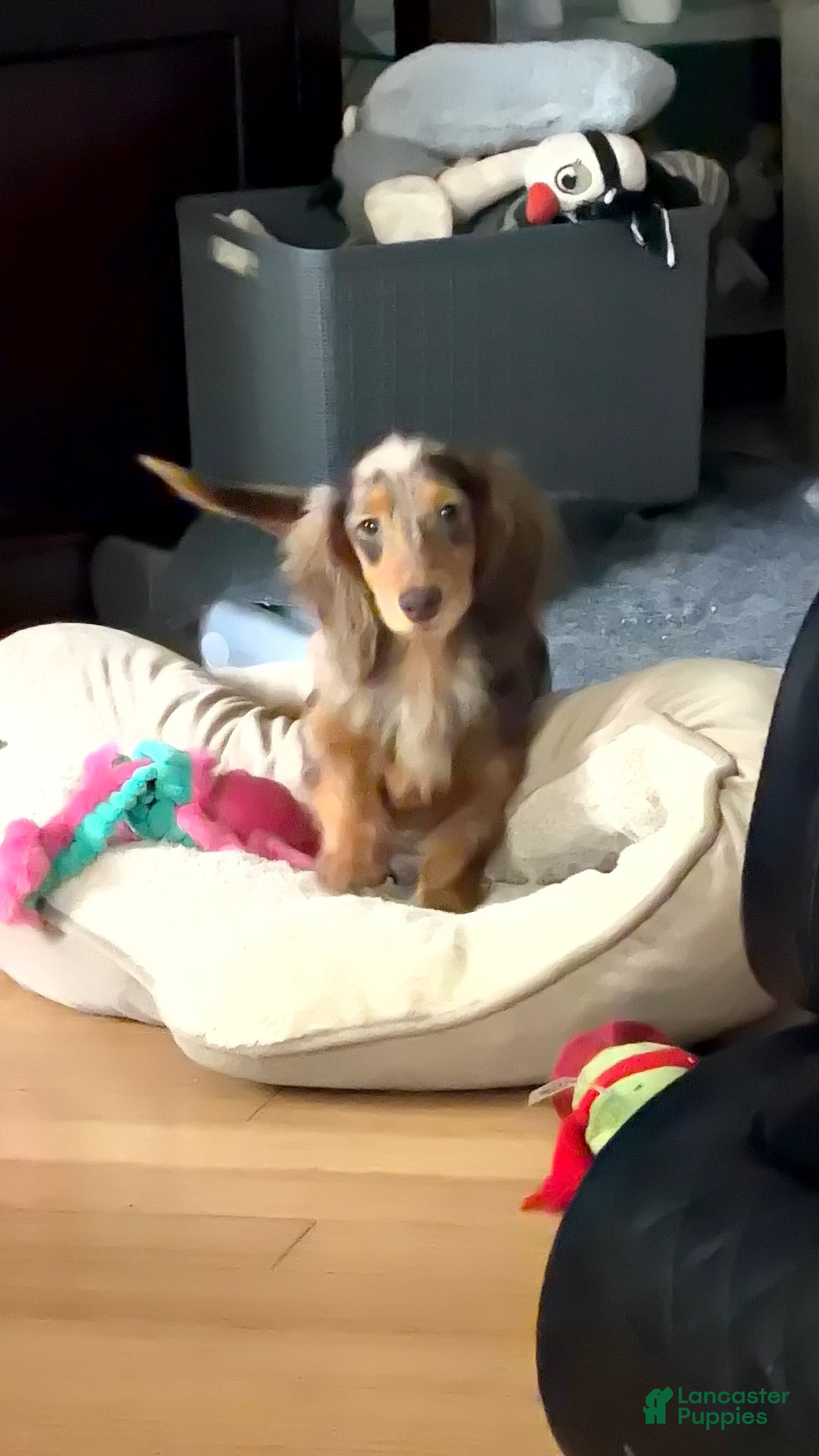 Miniature Dachshund dogs Import Show Boy Chocolate Dapple  - Ad 39