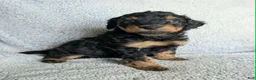 Mixed Breed dogs for sale: Bear  - Ad 1