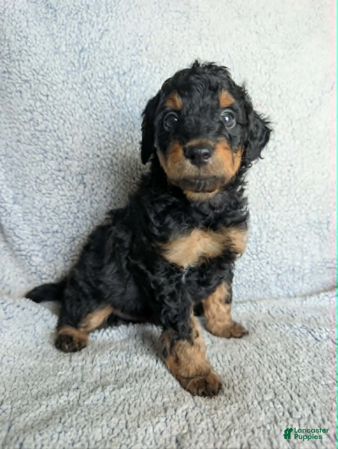 Mixed Breed dogs for sale: Bear  - Ad 1