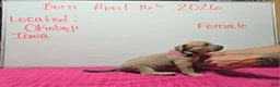 American Bully dogs for sale: American Bully Puppy 3 - Ad 4