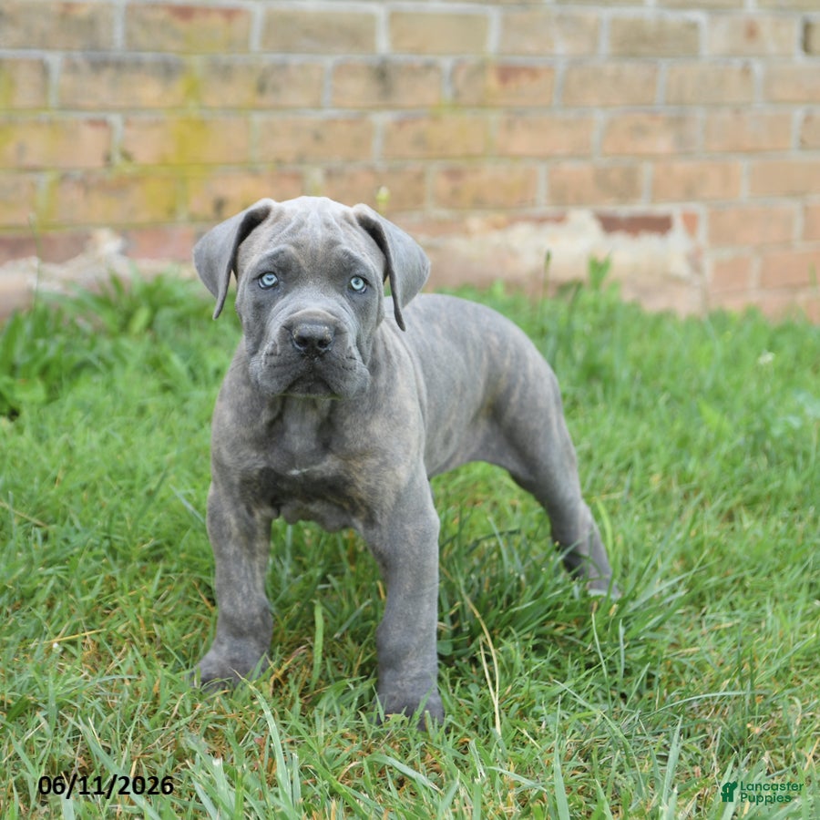 Cane Corso dogs Drake - Ad 2