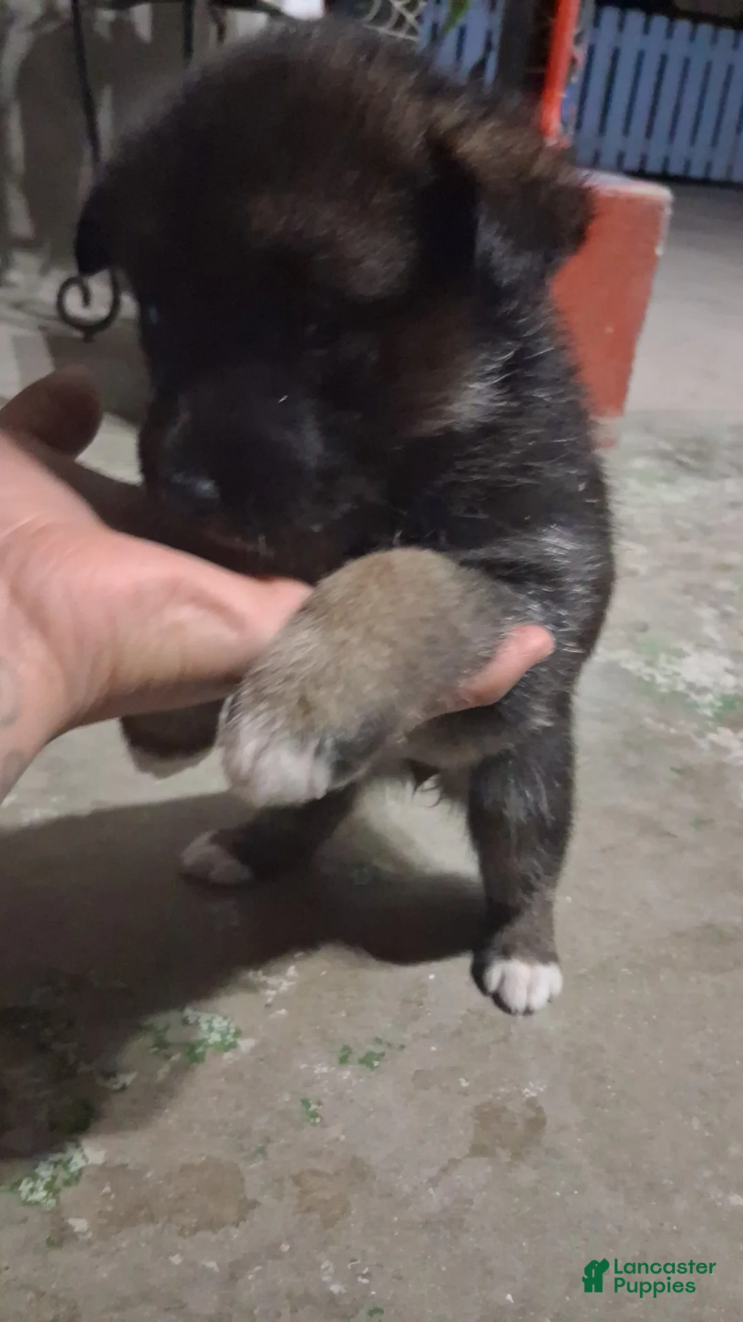 Mixed Breed dogs for sale: Mixed Breed Puppy 7 - Ad 1