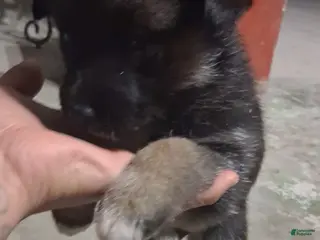 Mixed Breed dogs Mixed Breed Puppy 7 - Ad 3