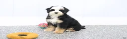 Mini Bernedoodle dogs for sale: Leo - Ad 5