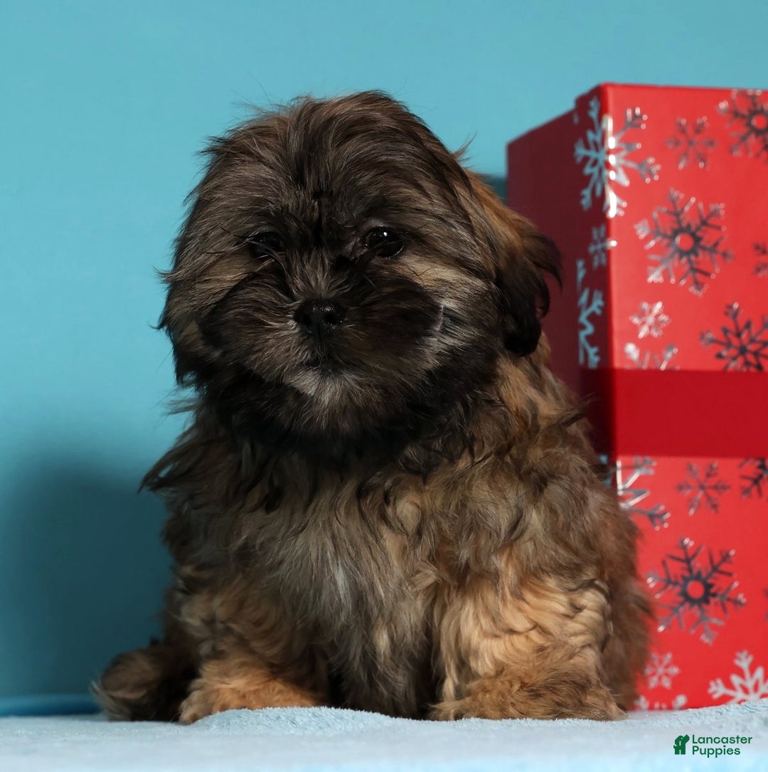 Teddy Bear dogs for sale: Comet - Ad 9