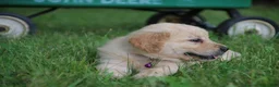 Golden Retriever dogs for sale: Golden Retriever 7 - Ad 4