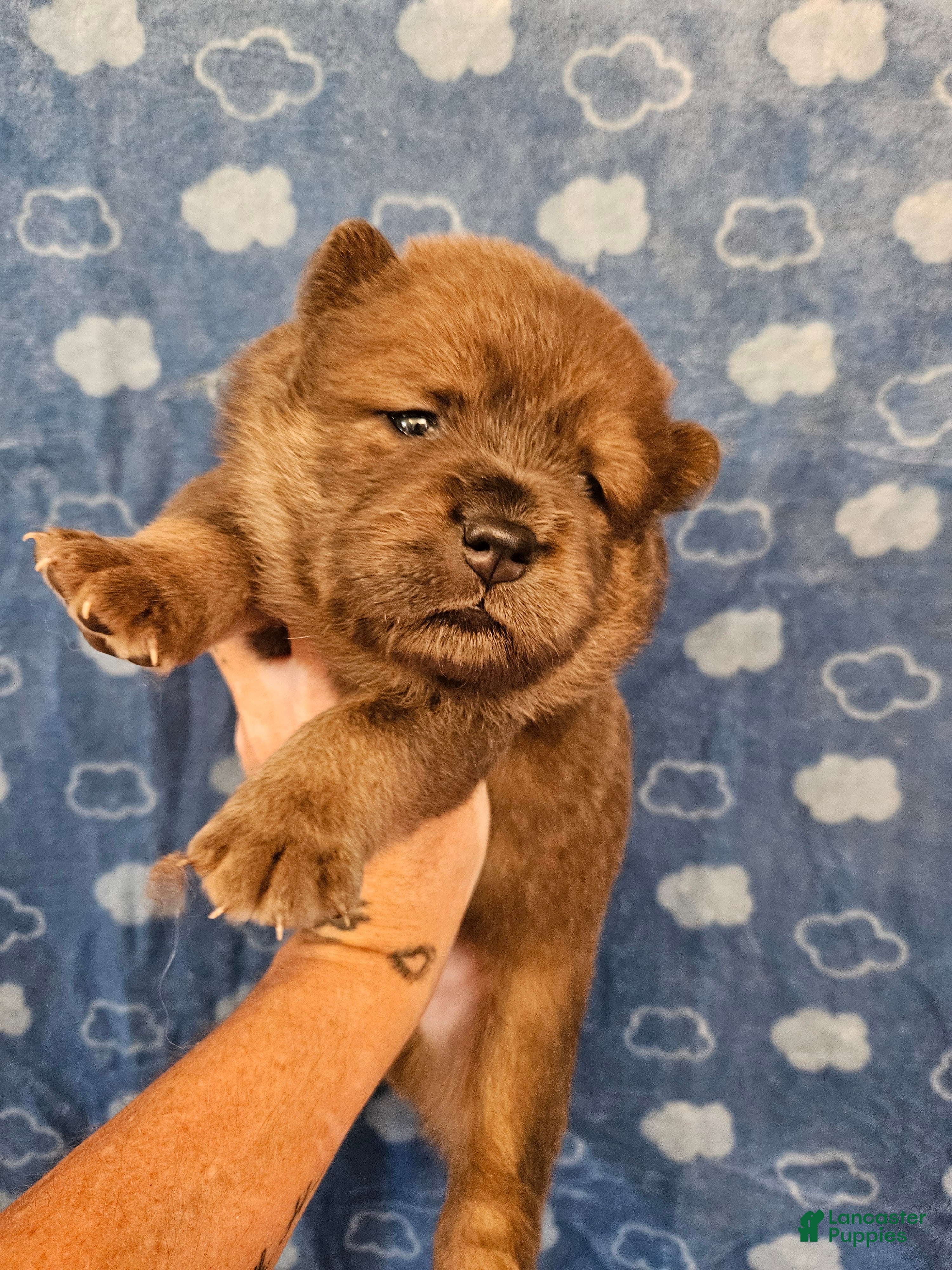 Chow Chow dogs Lilac male - Ad 1