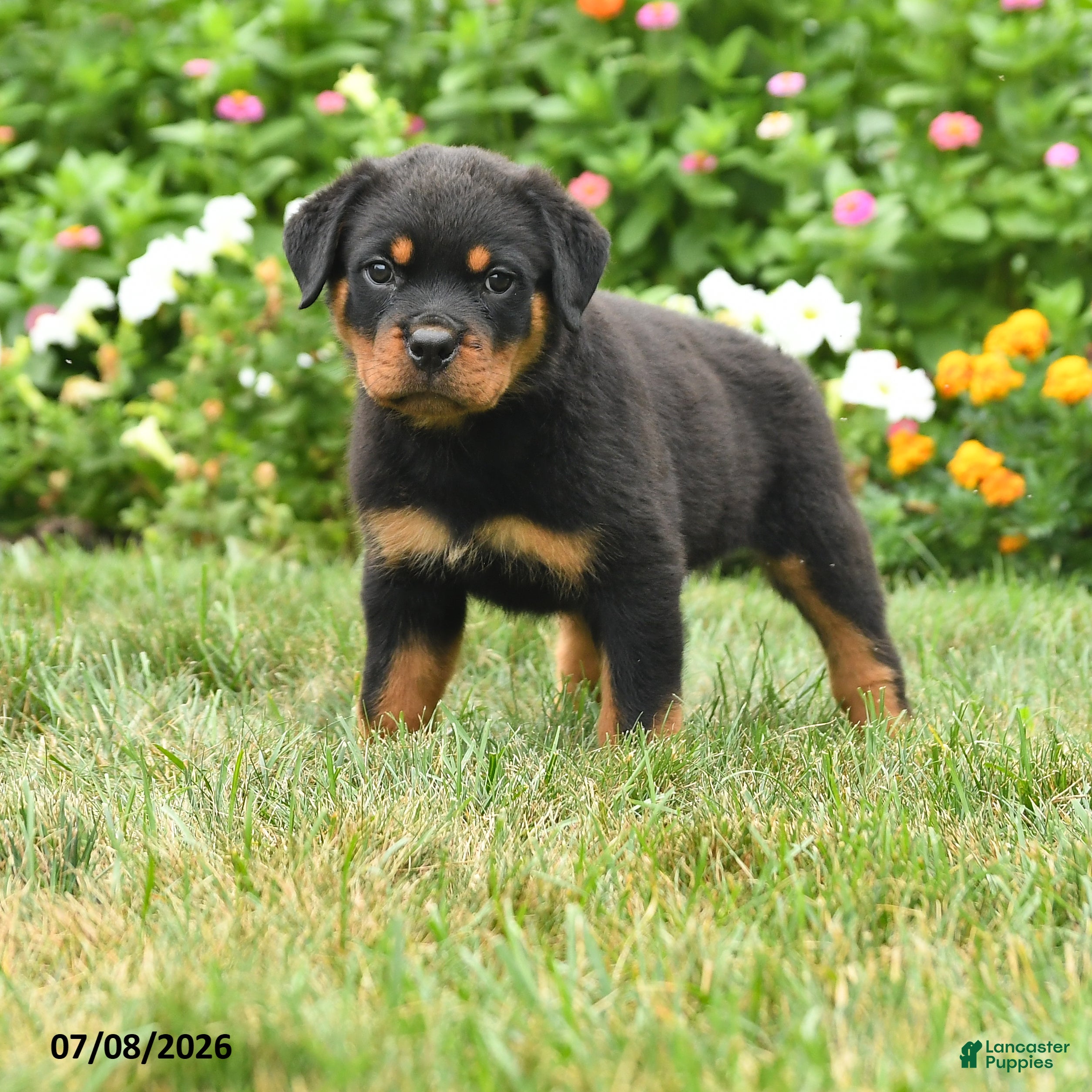 Rottweiler dogs Kayla - Ad 1