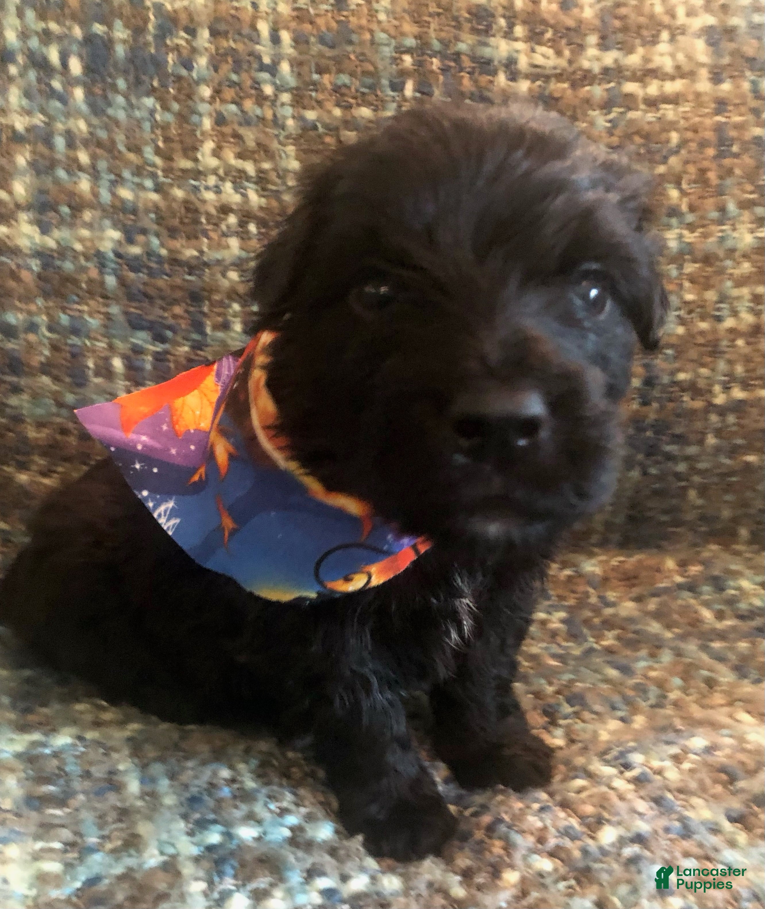 Bouvier Des Flandres dogs Bouvier Des Flandres Boy - Ad 1