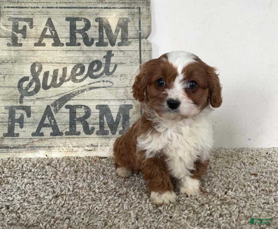 Cavapoo dogs for sale: Sammie - Ad 1