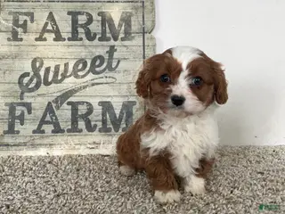 Cavapoo dogs Sammie - Ad 12