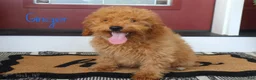 Mini Bernedoodle dogs for sale: Ginger - Ad 4
