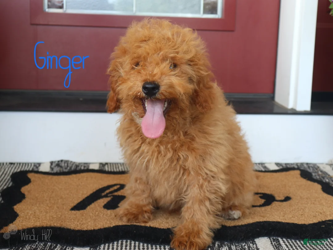 Mini Bernedoodle dogs for sale: Ginger - Ad 4