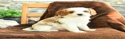 Cavapoo dogs for sale: Marley - Ad 1