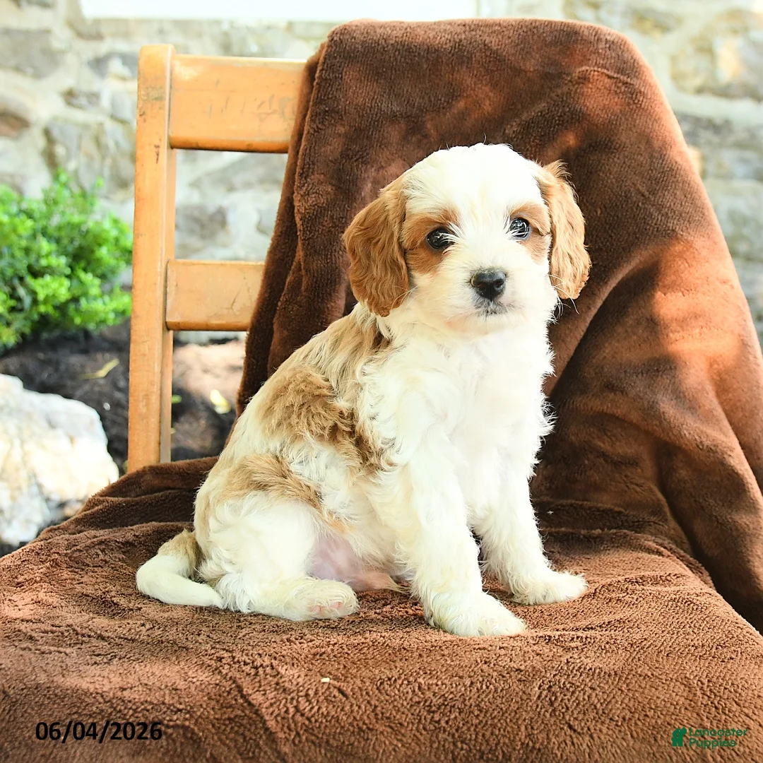 Cavapoo dogs for sale: Marley - Ad 1