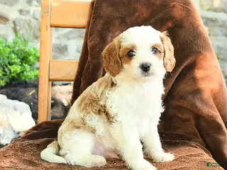 Cavapoo dogs for sale: Marley - Ad 3
