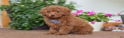Miniature Poodle dogs for sale: Freddy - Ad 6