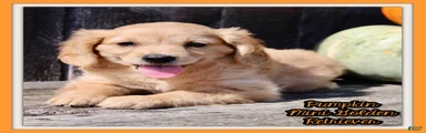 Pumpkin Female Mini Golden Retriever