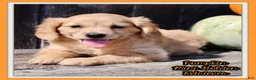 Miniature Golden Retriever dogs for sale: Pumpkin Female Mini Golden Retriever - Ad 1