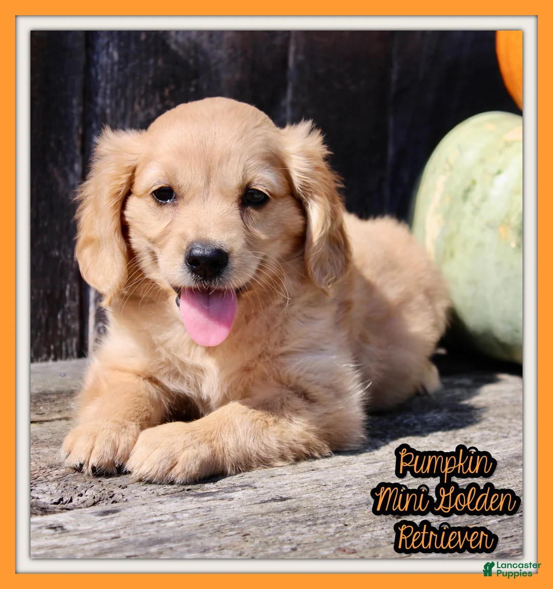 Miniature Golden Retriever dogs for sale: Pumpkin Female Mini Golden Retriever - Ad 1