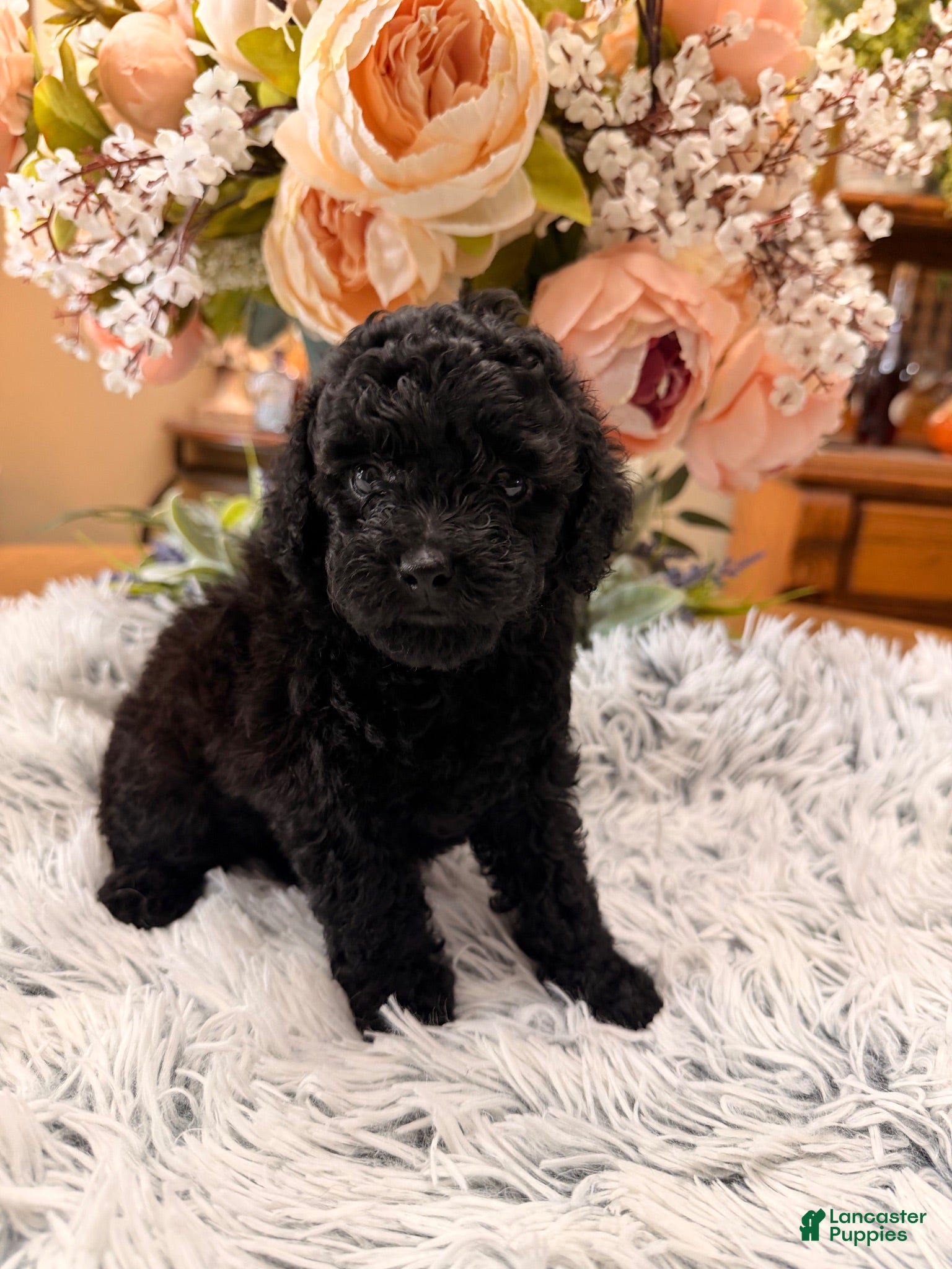 Miniature Poodle dogs Miniature Poodle 1 - Ad 1