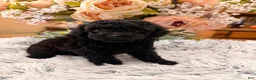 Miniature Poodle dogs for sale: Miniature Poodle 1 - Ad 1