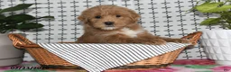 Goldendoodle dogs for sale: Ronald - Ad 2