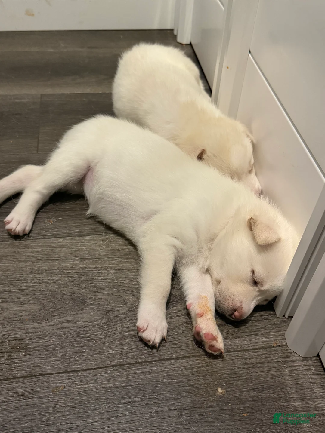 Siberian Husky dogs for sale: Blue Collar - Ad 16