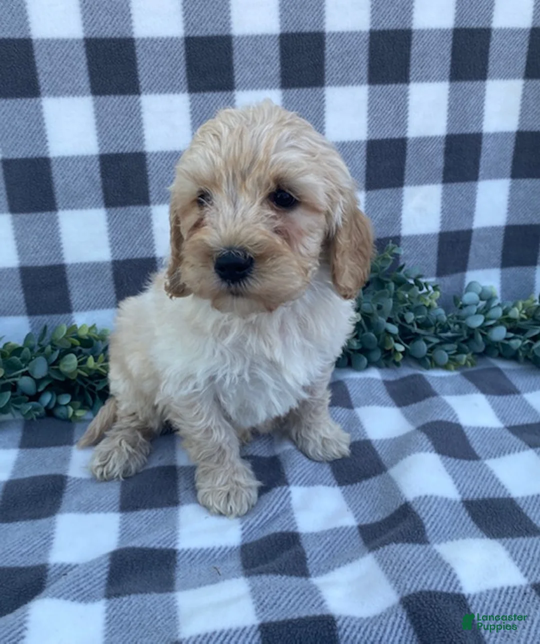 Mini Goldendoodle dogs for sale: Logan - Ad 5